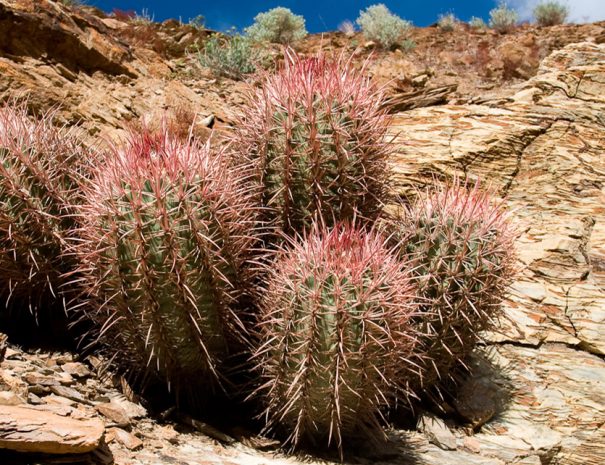 Mosaic Canyon - Barrel Cactus