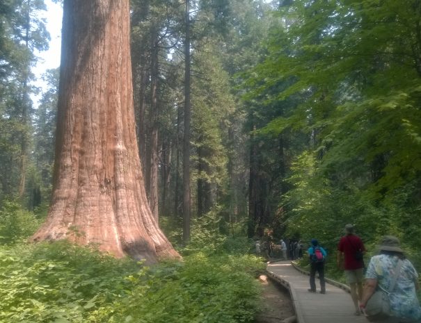 active_travel_west_usa_small_group_tours_western_usa_big_tree_ca_tours (9)
