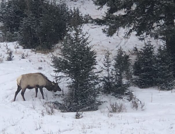 Elk in Winter Yellostone