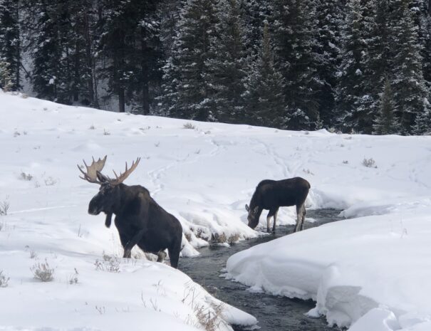 Moose eating at warm creek in Yellowstone Natonal Park